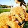 tthdoggy
